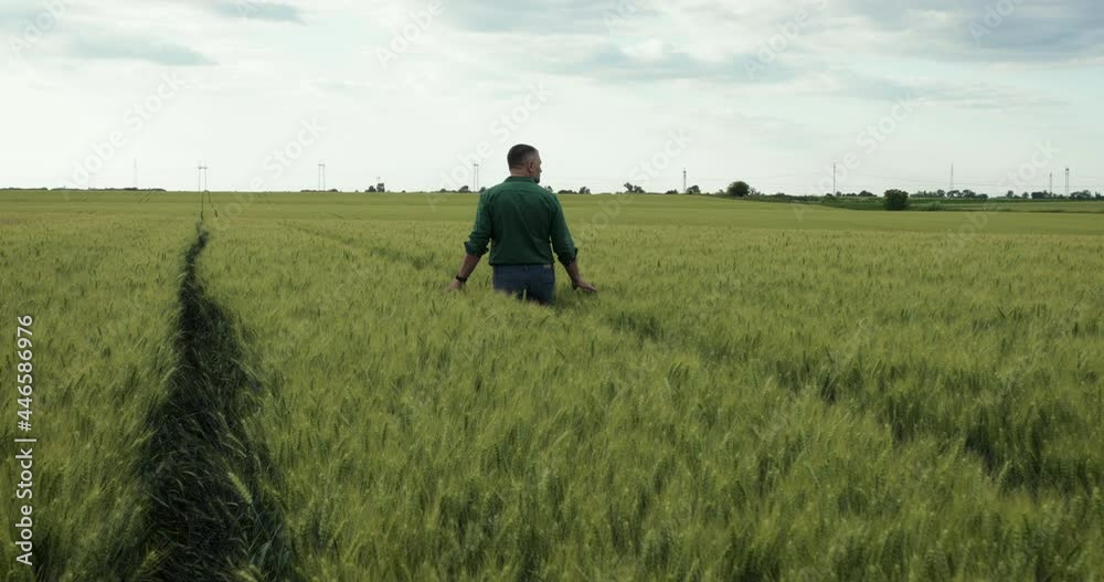 Rear view of farmer walking in wheat field examining crop. Rear view of farmer walking in wheat field examining crop.