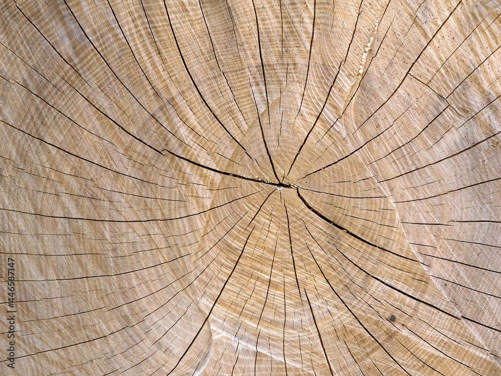 Fototapeta premium A cut of the trunk of a perennial tree. Tree rings.