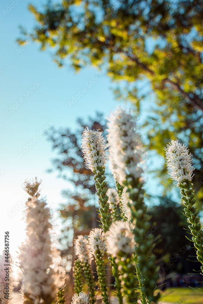 Fototapeta premium Eremurus robustus at the flowering stage