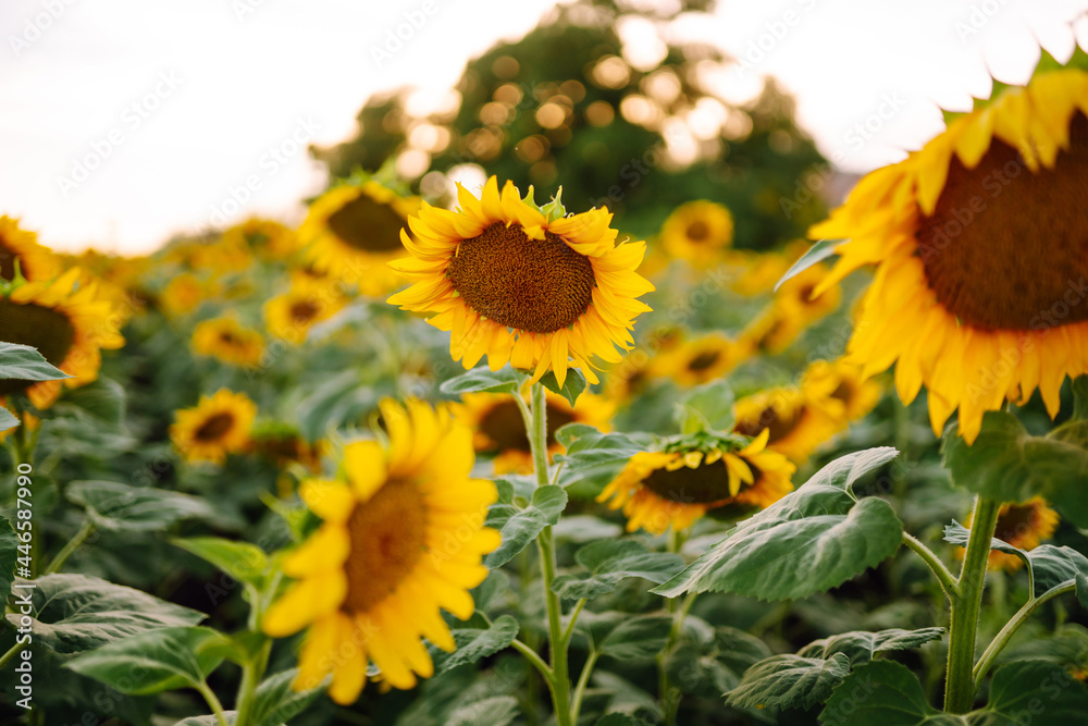 Field Of blooming sunflowers on a background sunset. Agriculture. Field Of blooming sunflowers on a background sunset. Agriculture.