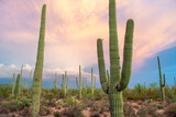 Saguaros and Cacti on Hillside in Sonoran Desert - Saguaro National Park, Arizona, USA