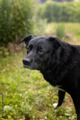 Wallpaper Mural Portrait of a black dog on the grass. Mongrel labrador dog Torontodigital.ca