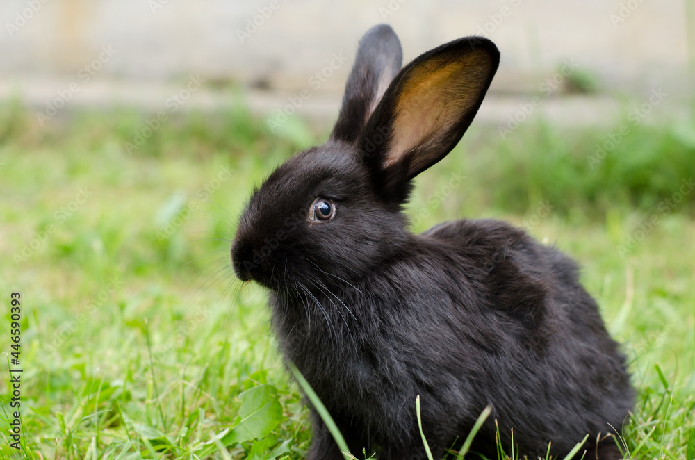 Little cute black rabbit sits in green grass. Domestic rabbit breeding in the wild, selective focus Little cute black rabbit sits in green grass. Domestic rabbit breeding in the wild, selective focus