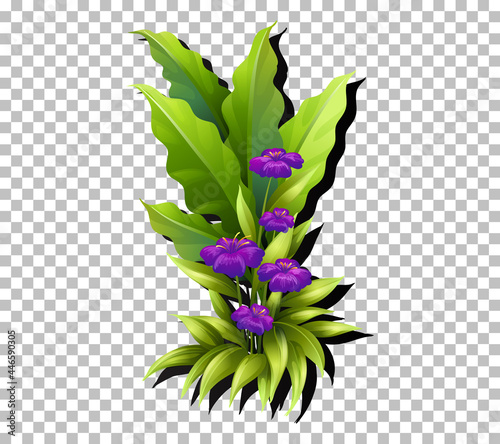Tropical flower and leaf on transparent background