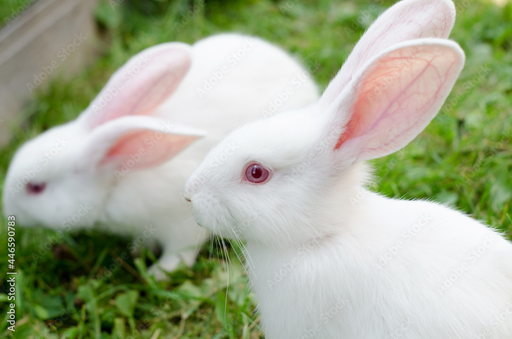 Rabbit white small 2 months old, breed giant sidin in a corral on green grass. Natural landscape, selective focus Rabbit white small 2 months old, breed giant sidin in a corral on green grass. Natural landscape, selective focus