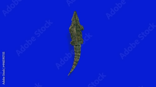 Crocodille Walking, Upper View Seamless Loop, Blue Screen Chromakey photo