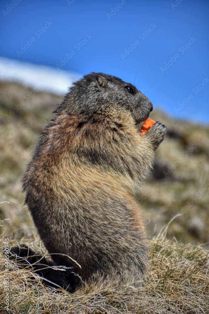 Nagetier In Süd Mittelamerika 4 Buchstaben Murmeltier, Murmeltiere, Mankei, Munggen, Nagetier, Erdhörnchen