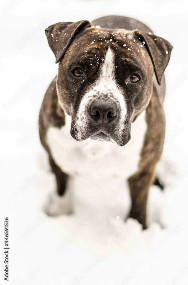 American Staffordshire Terrier or the Amstaff dog, female, in snowy winder day.