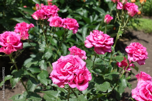 Vivid pink flowers of rose in June