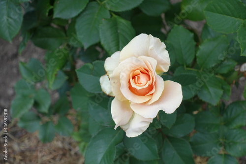 Top view of beige flower of rose in July