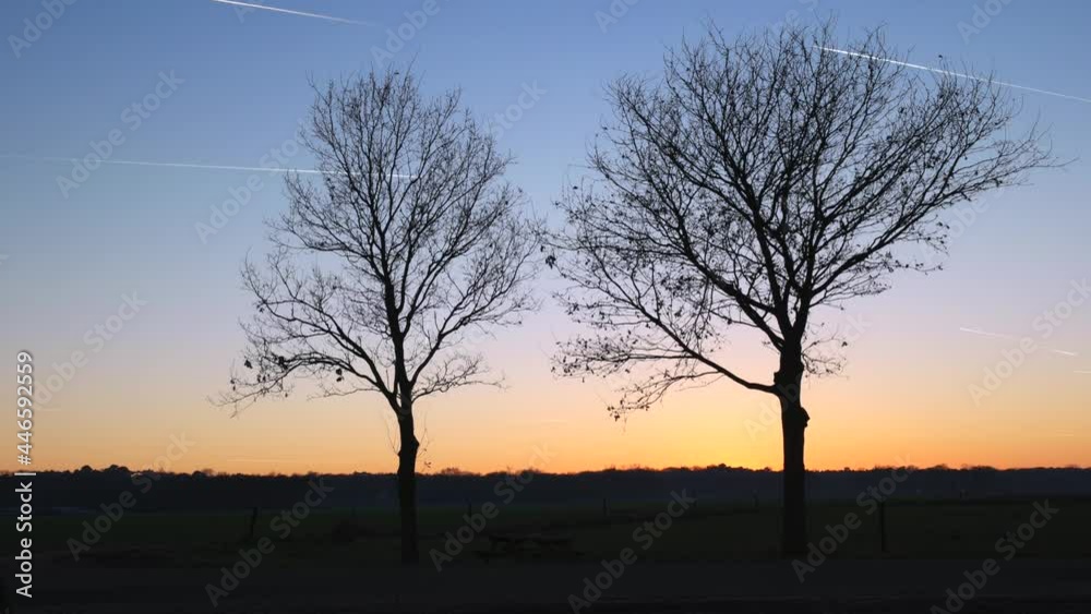 Silhouette Of Two Leafless Trees During Sunset With Shooting Star In The Sky. - timelapse