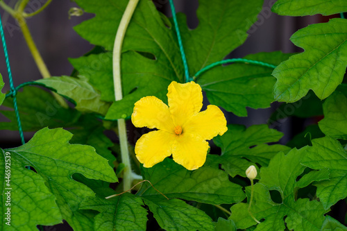 Flower of bitter gourd  Momordica charantia var. pavel  in Japan in summer