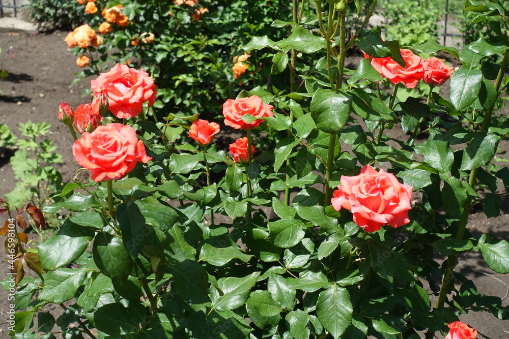 Rose bush with salmon pink flowers in June