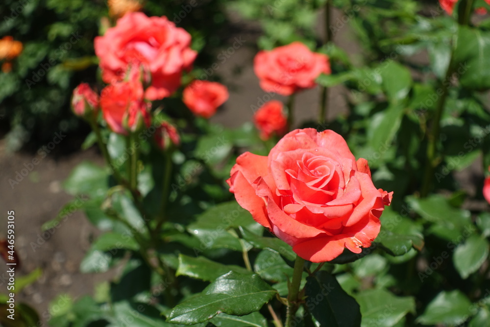 Salmon pink flowers of roses in June Salmon pink flowers of roses in June