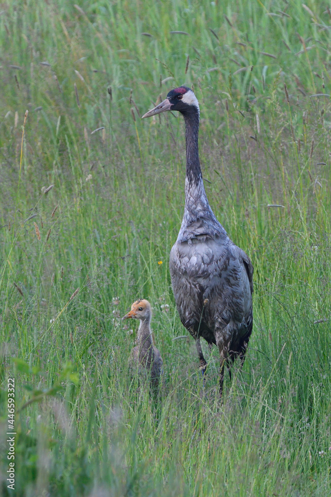 Kranichfamilie im Frühsommer in der Oberlausitz Kranichfamilie im Frühsommer in der Oberlausitz