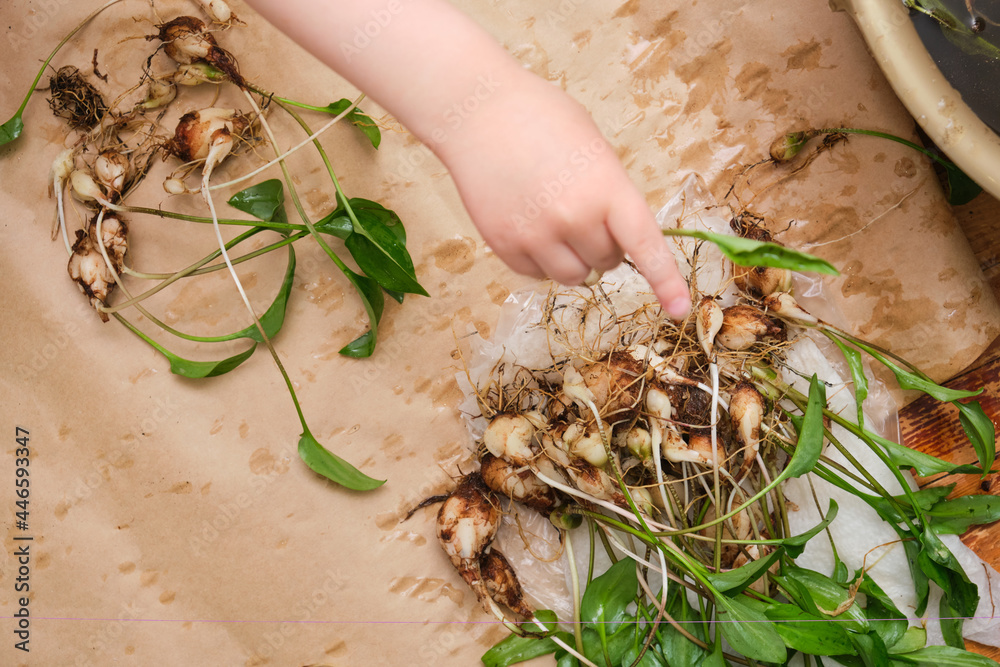process of transplanting a houseplant Drimiopsis, close up of bulbous