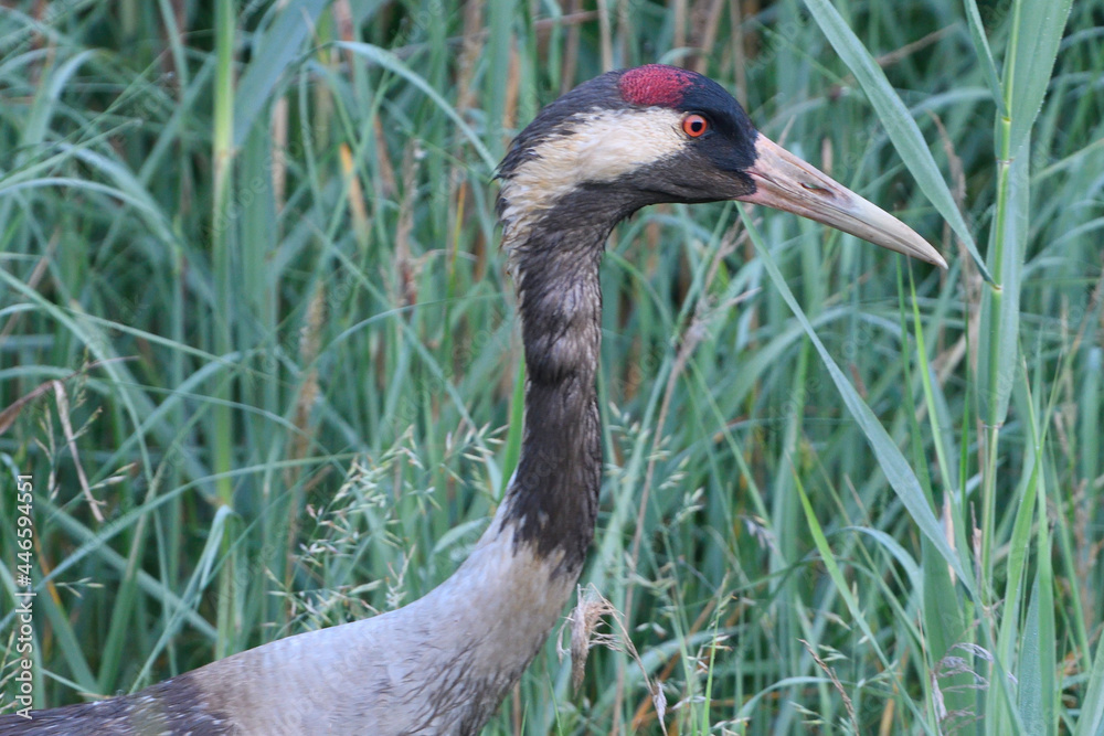 Naklejka premium Kranichfamilie im Frühsommer in der Oberlausitz