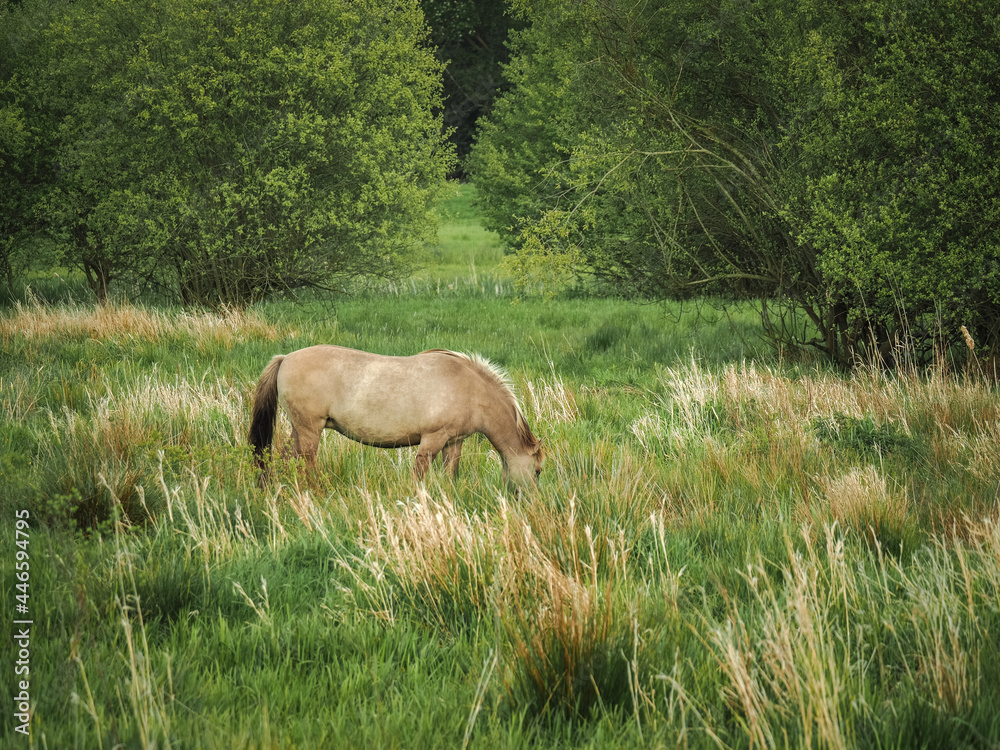 A wild pony grazing in marshland in the afternoon sun, in a nature reserve, Sussex, England