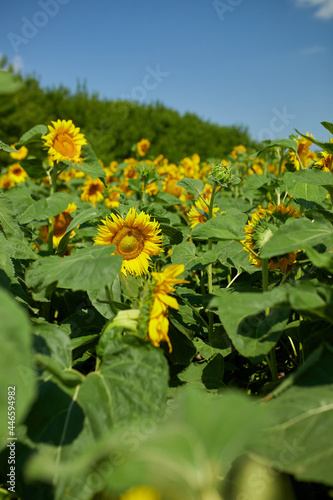 A sunny field of sunflowers in glowing yellow light. A bright yellow and fully bloomed sunflower, oil natural , agriculture