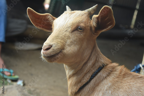 A brown goad looks confident