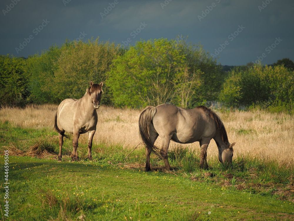 Two wild ponies playing on a grazing marsh in the afternoon sun, in a nature reserve, Sussex, England