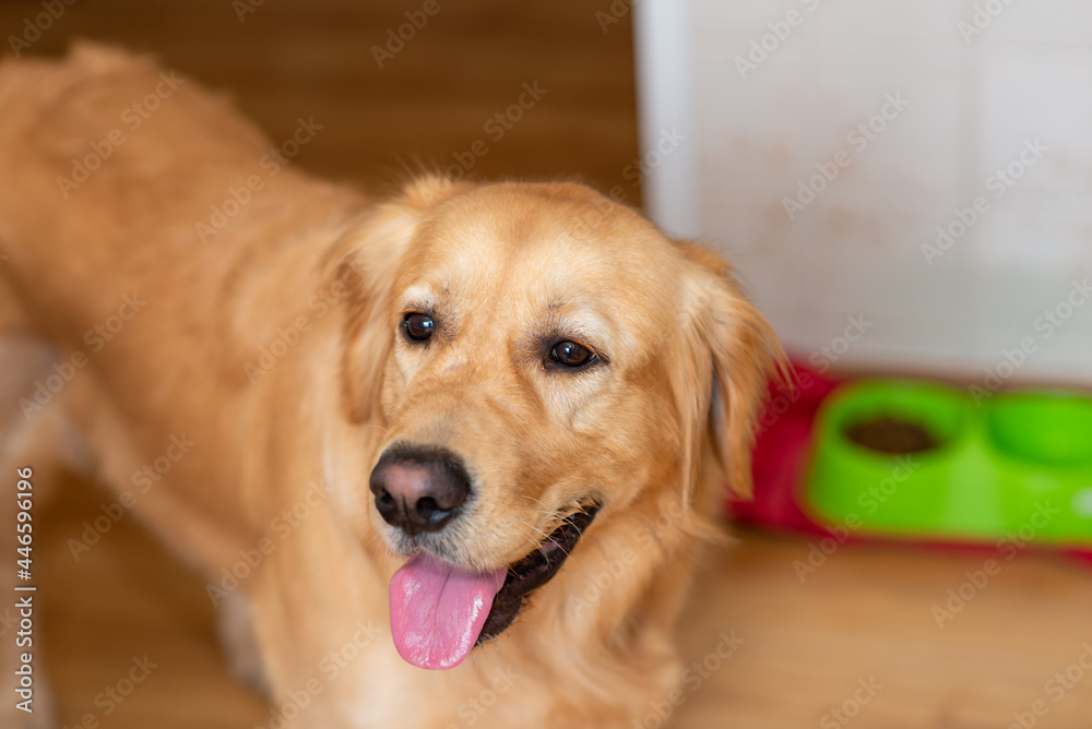 Cute golden labrador dog near bowl with food in kitchen.Closeup. Cute golden labrador dog near bowl with food in kitchen.Closeup.