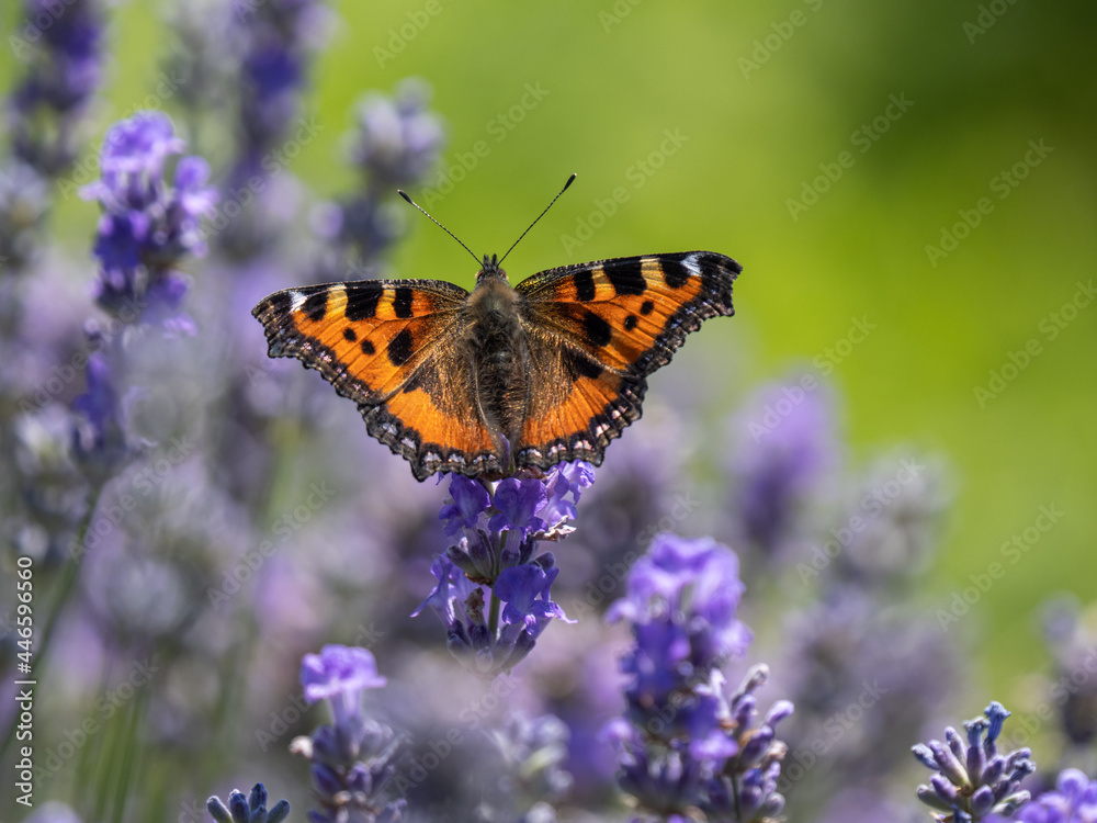Small Tortoisehell Butterfly on Lavender Small Tortoisehell Butterfly on Lavender