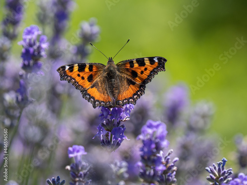 Small Tortoisehell Butterfly on Lavender