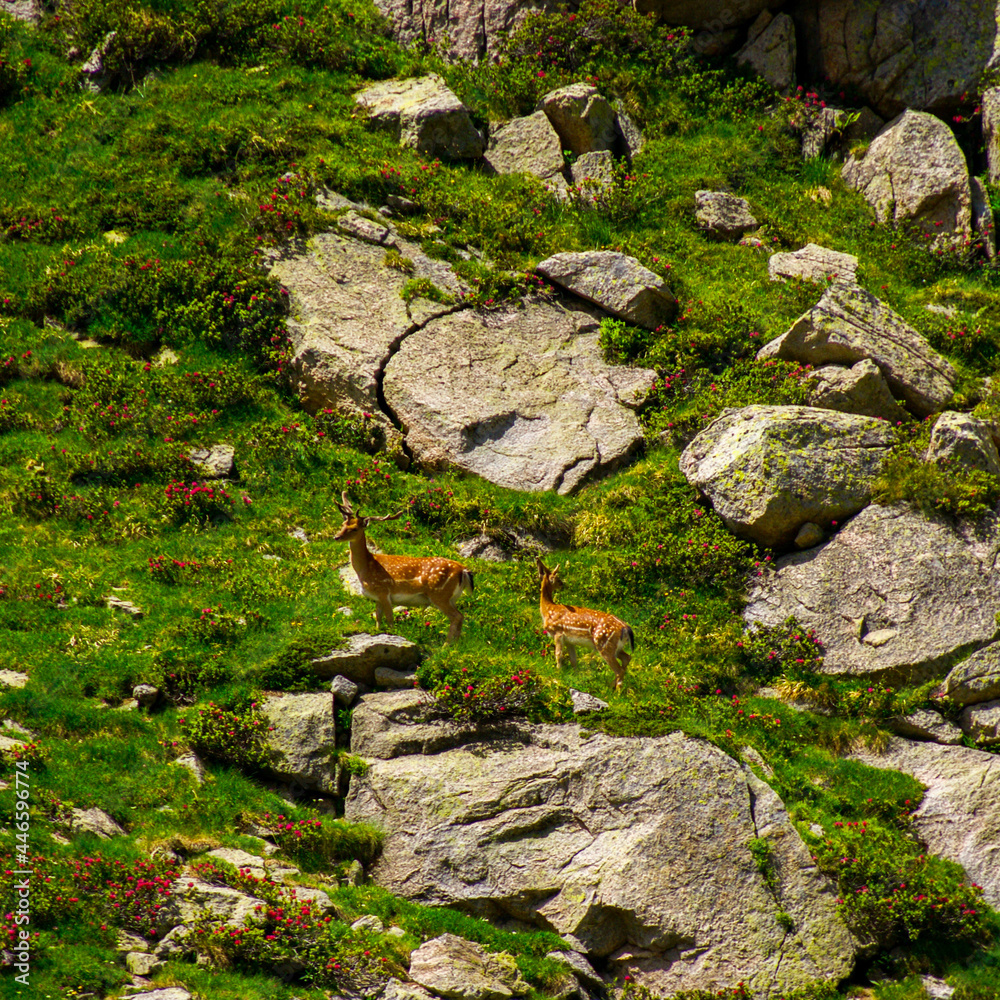 A couple of deers standing and eating grass in the high mountains of Pyrenees. A couple of deers standing and eating grass in the high mountains of Pyrenees.