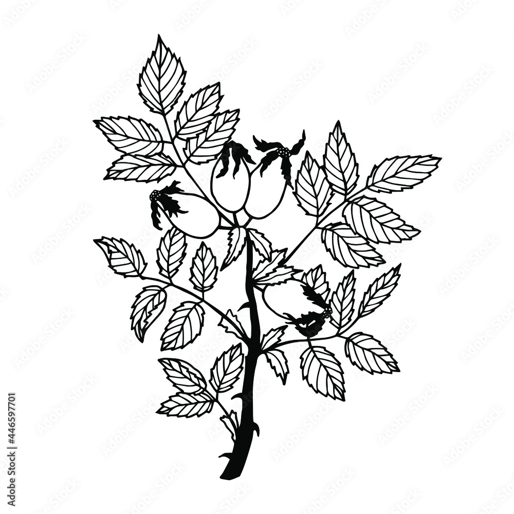 Fototapeta premium Rosehip plant. Vector stock illustration eps10. Hand drawing, isolate on a white background, outline.
