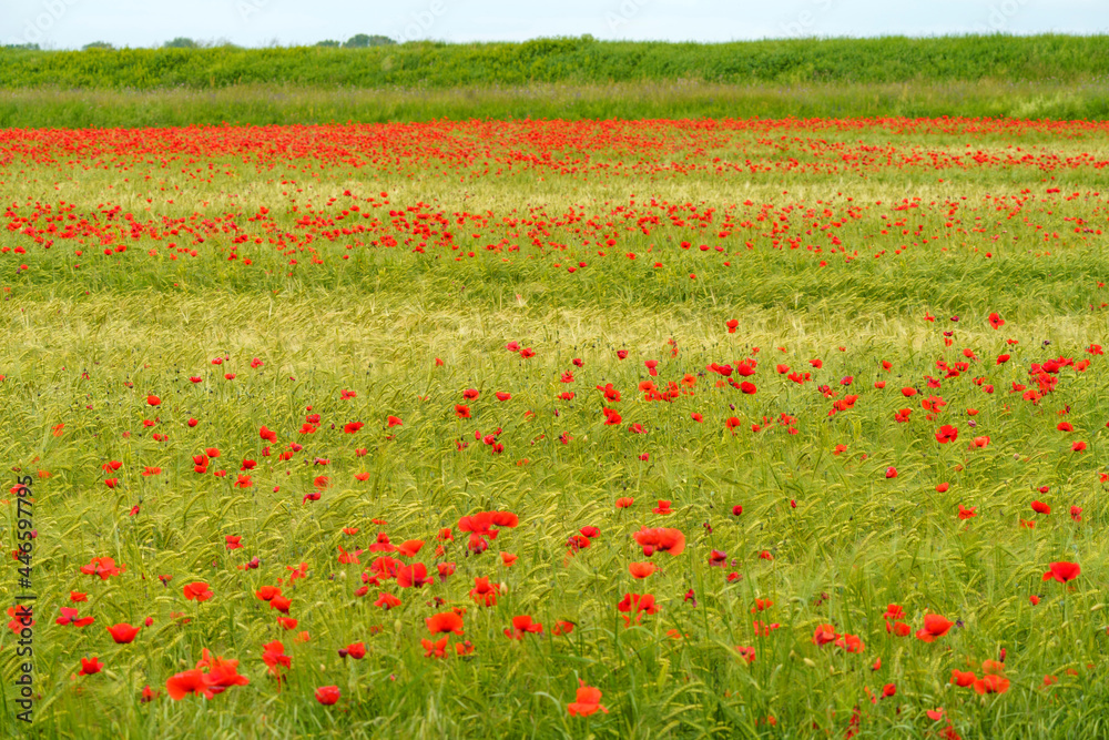 Rural landscape in Pavia province between Ticino and Po rivers. Poppies