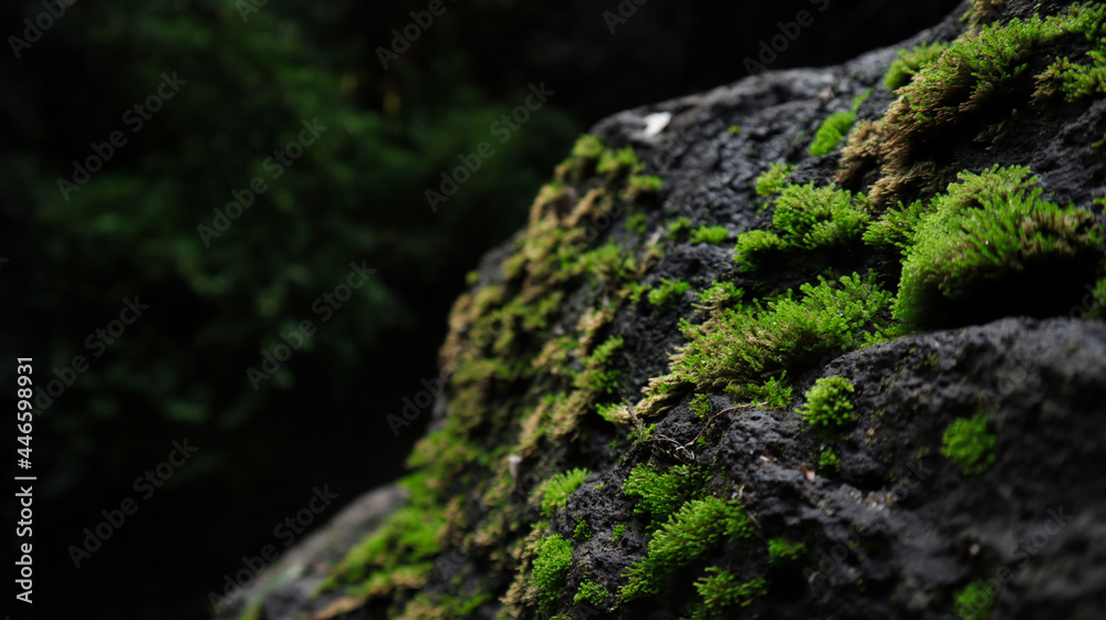 green moss on a rock
