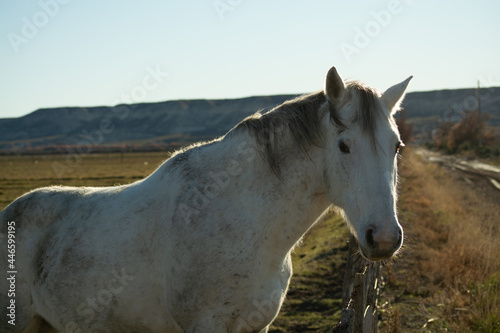 caballo blanco iluminado con fondo de valle  © Felipe