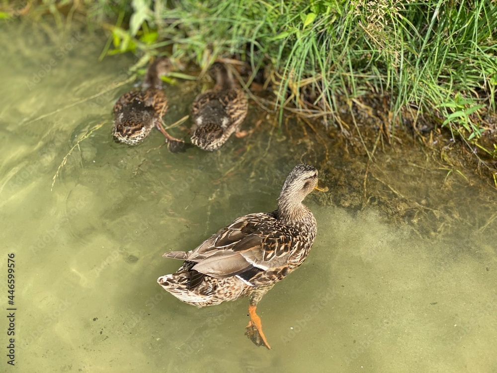 young wild ducks floating in the lake looking for food young wild ducks floating in the lake looking for food