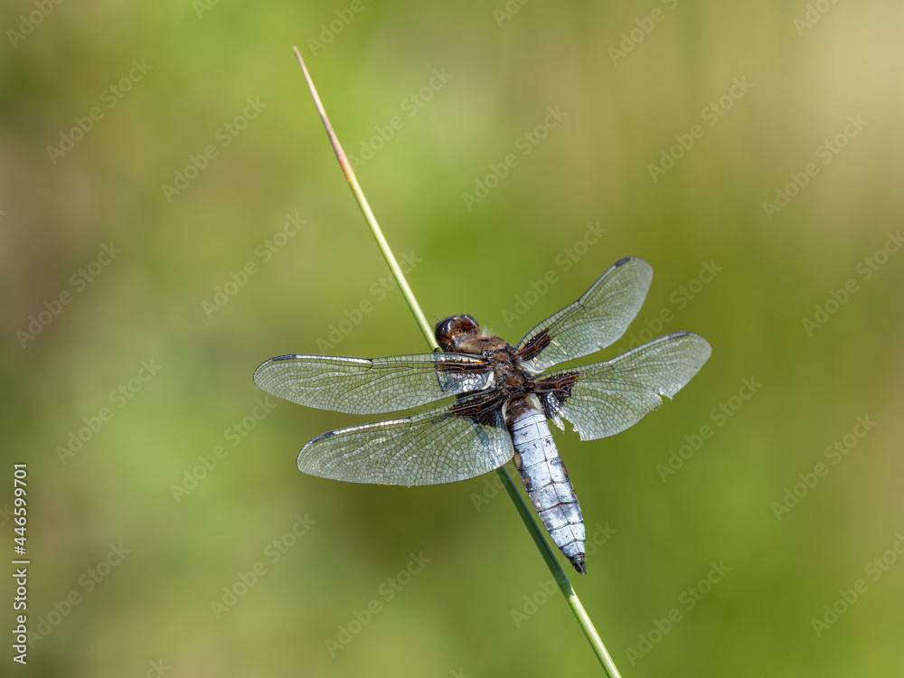 Male Broad-bodied Chaser on a Reed Male Broad-bodied Chaser on a Reed