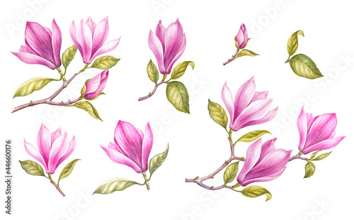 Watercolor elements of blooming magnolia. Set garden flowers. Collection botanic illustration leaves  flower and branches.