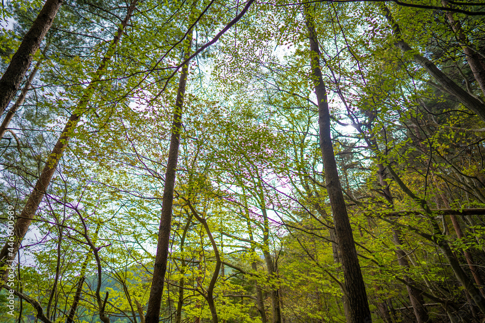 三ツ峠山登山道の風景 A view of the Mt. Mitsutoge trail 三ツ峠山登山道の風景 A view of the Mt. Mitsutoge trail