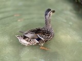 wild duck posing for a photo