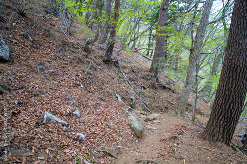 三ツ峠山登山道の風景 A view of the Mt. Mitsutoge trail