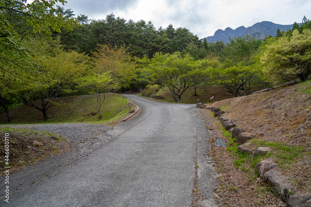 三ツ峠山登山道の風景 A view of the Mt. Mitsutoge trail