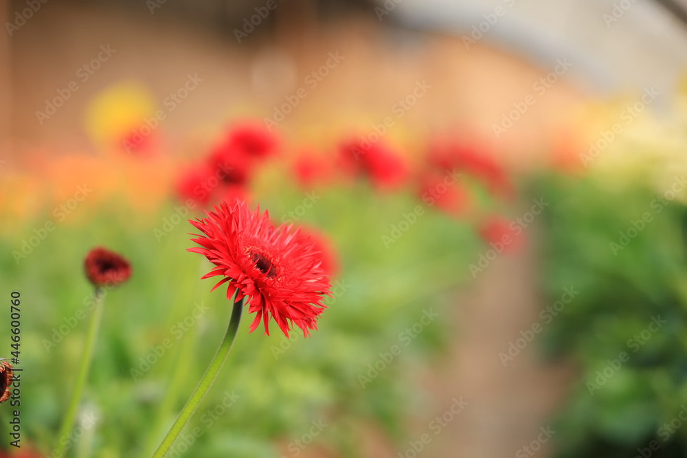 African chrysanthemum are in the greenhouse African chrysanthemum are in the greenhouse