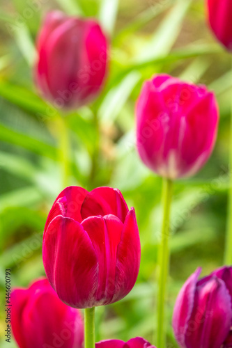 Colorful red tulips blossom in spring garden