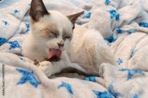 Gato lamiendo su pata acostado en su cama