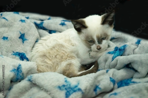Gato recostado en su cama