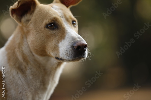 amazing portrait of young dog