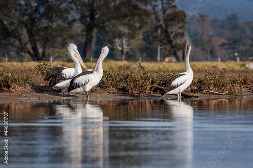 Australian Pelicans in Malabar Creek, Moruya River, NSW, July 2021 © Birdsincanberra.com