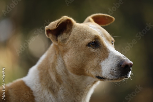 amazing portrait of young dog