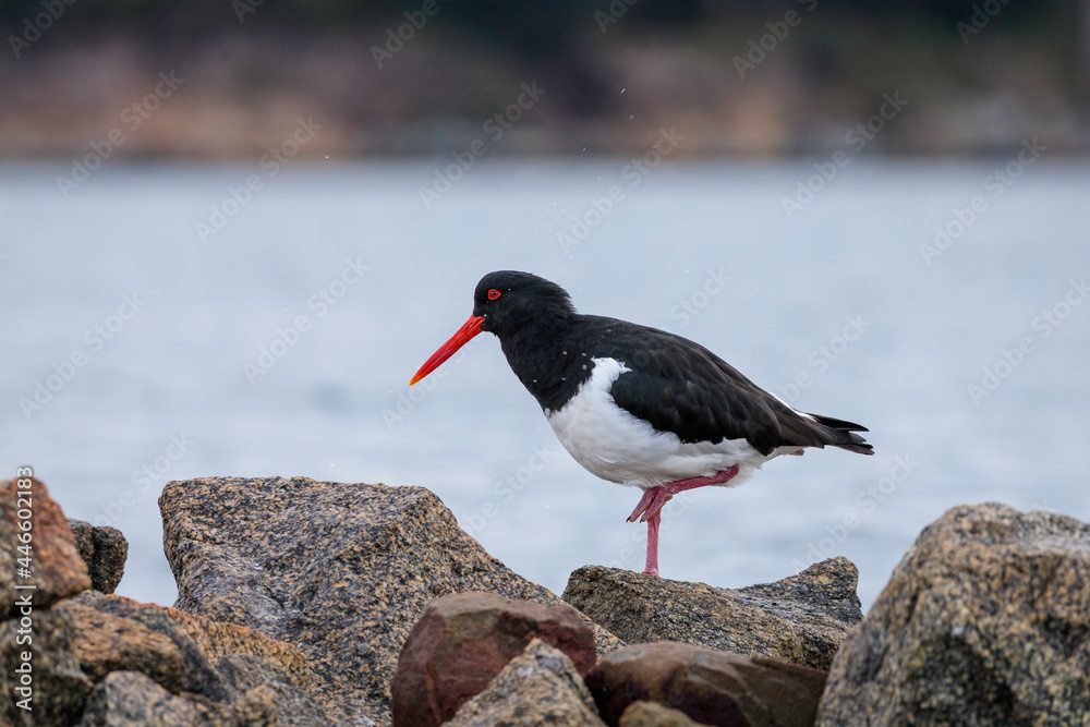 Australian Pied Oystercatcher on a breakwater, Moruya River, NSW, July 2021 Australian Pied Oystercatcher on a breakwater, Moruya River, NSW, July 2021