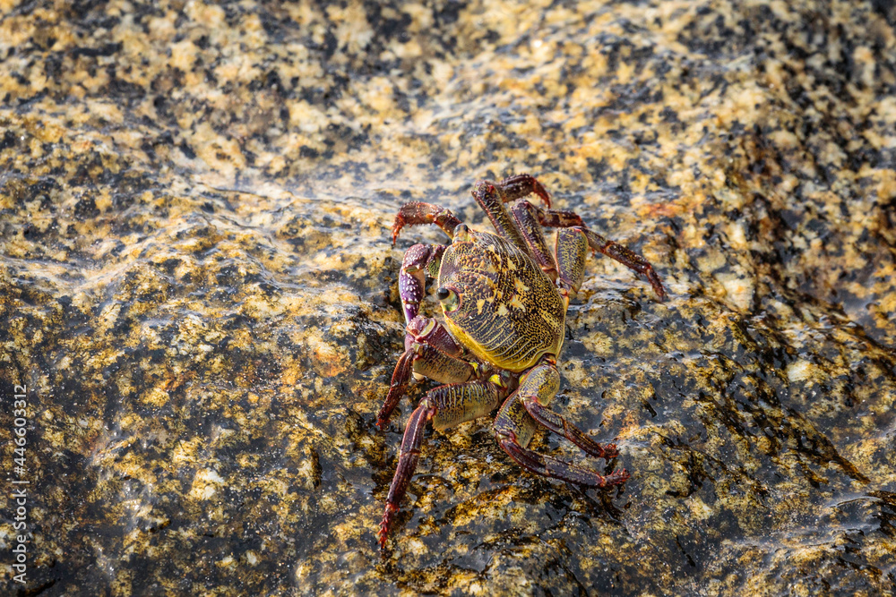 Swift-footed Crab on the breakwater, Moruya Heads, NSW, July 2021