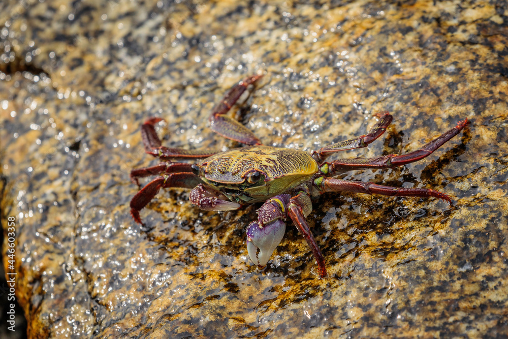 Swift-footed Crab on the breakwater, Moruya Heads, NSW, July 2021